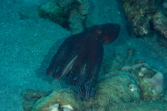 Tokyo, Ogasawara, Japan Wamon octopus  Octopus vulgaris  Changing body color to intimidate
