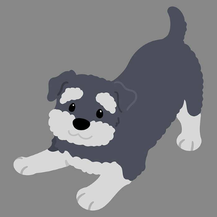 Clip art of simple and cute miniature schnauzer inviting to play No main line.