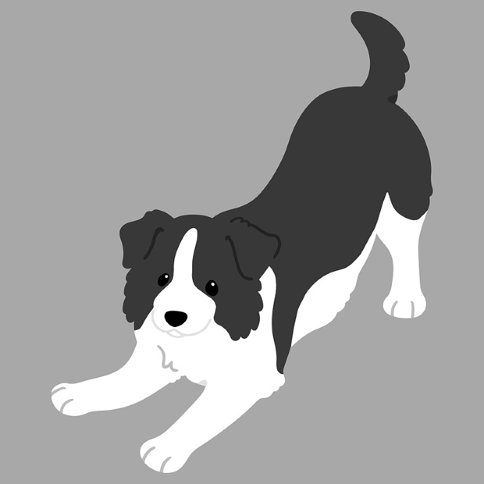 Clip art of simple and cute border collie inviting to play No main line