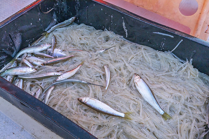 Ibaraki Prefecture whitebait fishing whitebait The fishing method of pulling a net behind a boat is locally called trawling. The whitebait fishing in Kasumigaura is done by trawling.