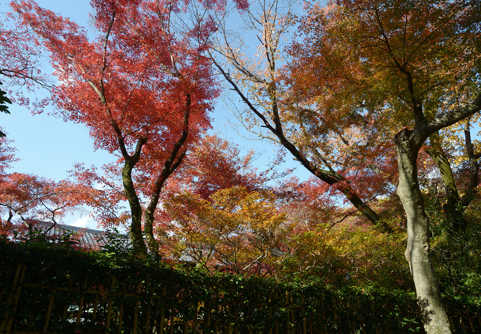 Autumn leaves in the precincts of Tofukuji Temple, Higashiyama-ku, Kyoto