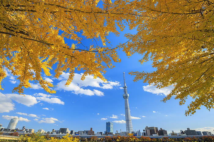 Autumn leaves and Sky Tree in Sumida Park, Tokyo