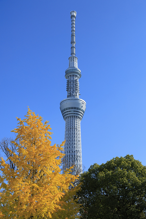 Tokyo Autumn Leaves and Sky Tree