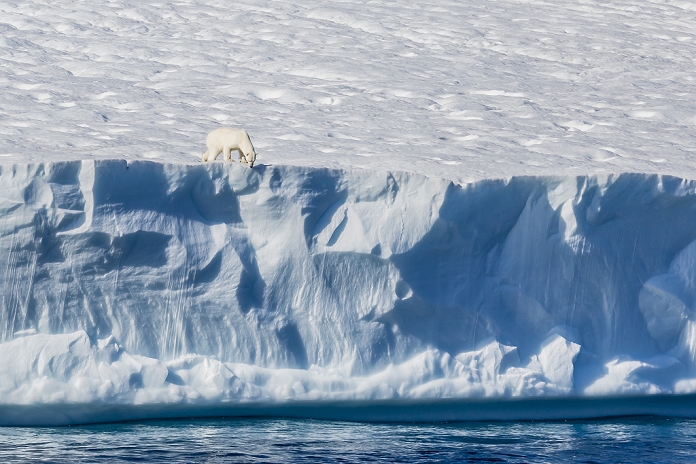 Canada Polar bear An adult polar bear  Ursus maritimus  on the edge of a huge iceberg in Arctic Harbour, Isabella Bay, Baffin Island, Nunavut, Canada, North America by Michael Nolan