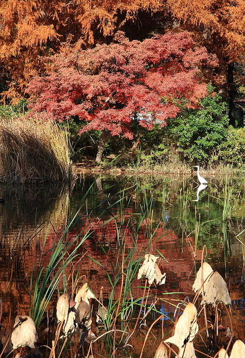 Mizumoto Park Egret