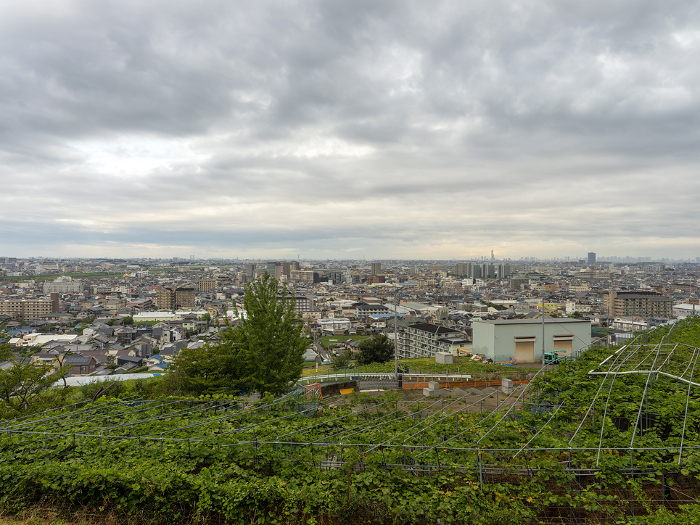 Vineyards on Mt. Takao and the city center of Osaka under a cloudy sky