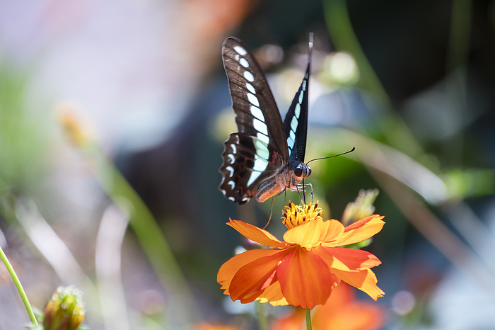Aosuji swallowtail butterfly and yellow-flowered cosmos