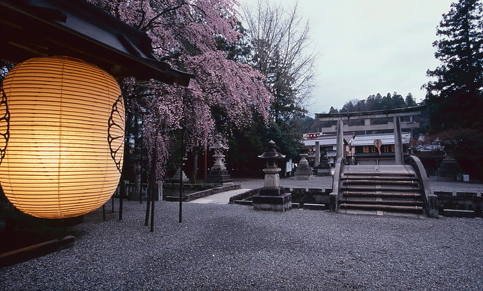 Taga-taisha Shrine Weeping Cherry Blossoms and Drum Bridge Shiga Prefecture