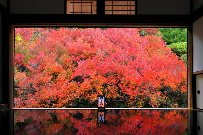 Tajima Angokuji Temple in the autumn color of azalea leaves Toyooka City, Hyogo Pref.