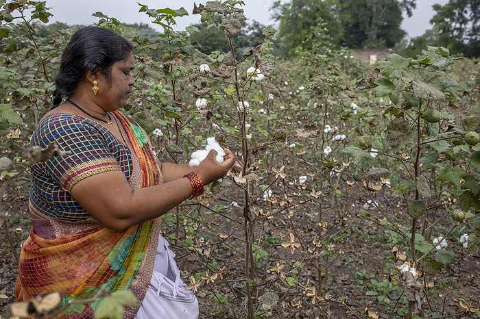 Woman picking cotton in Babra, Maharashtra, India, Asia Woman picking cotton in Babra, Maharashtra, India, Asia, by Godong