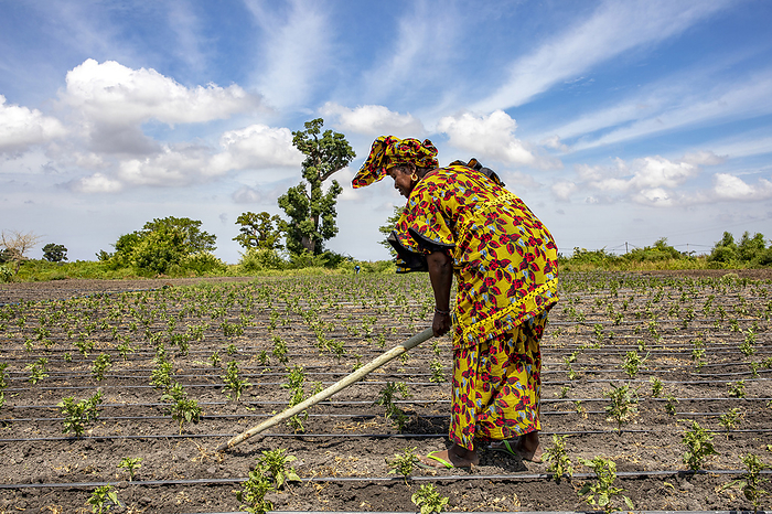 Woman digging her vegetable field in Pout, Senegal, West Africa, Africa Woman digging her vegetable field in Pout, Senegal, West Africa, Africa, by Godong
