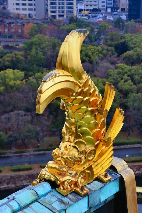 The orchids of Osaka Castle (Tokugawa Osaka Castle), also known as Kinjyo-jo (castle with a brocade), which is popularly known as 