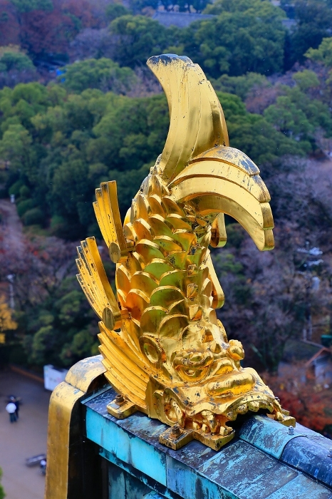 The orchids of Osaka Castle (Tokugawa Osaka Castle), also known as Kinjyo-jo (castle with a brocade), which is popularly known as 