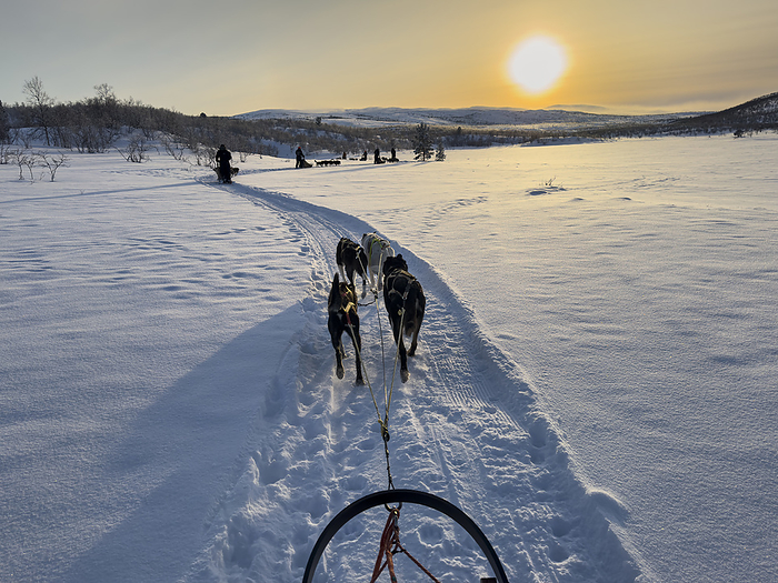 Husky Dog Sledding at sunset on the Finnmark Plateau, near Alta, Arctic Circle, Norway, Scandinavia, Europe Husky Dog Sledding at sunset on the Finnmark Plateau, near Alta, Arctic Circle, Norway, Scandinavia, Europe, by Alan Novelli
