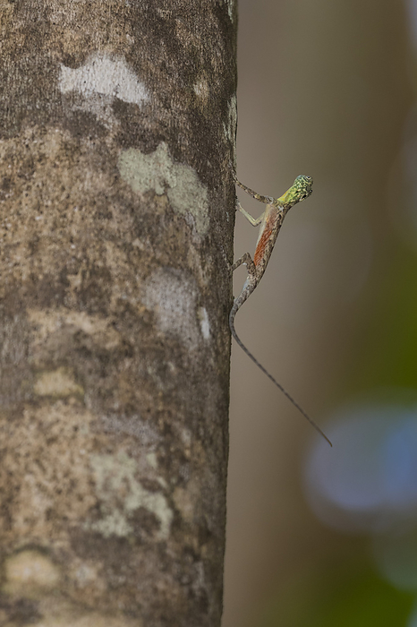 A flying dragon, Draco spp, an arboreal insectivore agamid lizard in Tangkoko Batuangus Nature Reserve, Sulawesi, Indonesia, Southeast Asia, Asia A flying dragon, Draco spp, an arboreal insectivore agamid lizard in Tangkoko Batuangus Nature Reserve, Sulawesi, Indonesia, Southeast Asia, Asia, by Michael Nolan