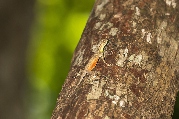 A flying dragon, Draco spp, an arboreal insectivore agamid lizard in Tangkoko Batuangus Nature Reserve, Sulawesi, Indonesia, Southeast Asia, Asia A flying dragon, Draco spp, an arboreal insectivore agamid lizard in Tangkoko Batuangus Nature Reserve, Sulawesi, Indonesia, Southeast Asia, Asia, by Michael Nolan