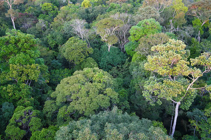 View over the canopy of the Adolpho Ducke Forest Reserve, Manaus, Amazonia State, Brazil, South America View over the canopy of the Adolpho Ducke Forest Reserve, Manaus, Amazonia State, Brazil, South America, by G M Therin Weise
