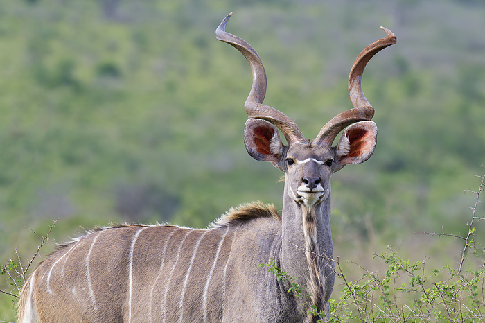 Male Greater kudu  Tragelaphus strepsiceros  in the savannah, Kwazulu Natal Province, South Africa, Africa Male Greater kudu  Tragelaphus strepsiceros  in the savannah, Kwazulu Natal Province, South Africa, Africa, by G M Therin Weise