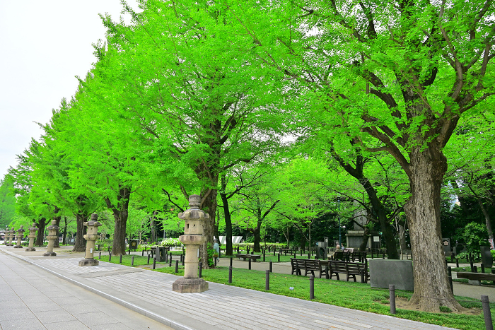 Approach to Yasukuni Shrine