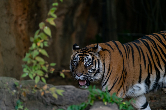 A roaming Sumatran tiger