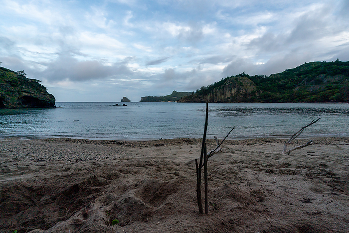 Ogasawara, Tokyo, Japan Trees marking the spawning of green turtles Three tree branches to mark the spot where the green turtles laid their eggs