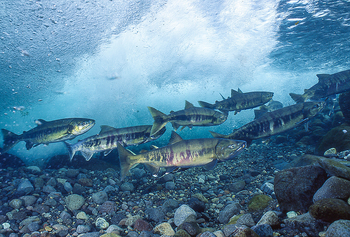 A school of salmon upstream School of Salmon