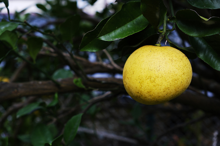 Large Buntan fruit