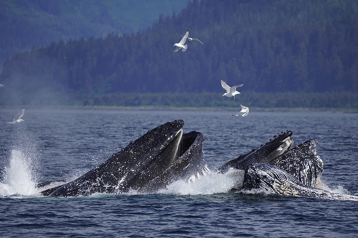 Bubble net feeding of humpback whales Humpback whales eating a school of herring in Alaskan waters