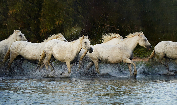 A herd of white horses running at full gallop Uma of Camargue in the south of France running through a swampy area
