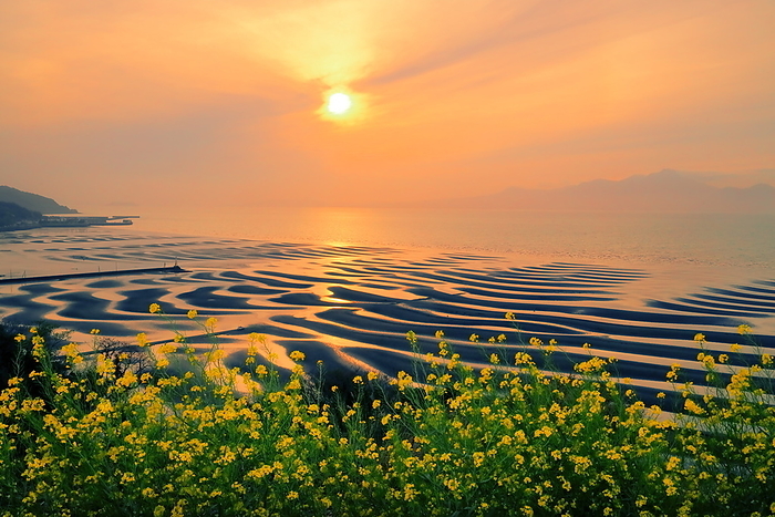 Mikoshirai Beach at sunset with blooming rape blossoms, Udo City, Kumamoto Prefecture, Kumamoto