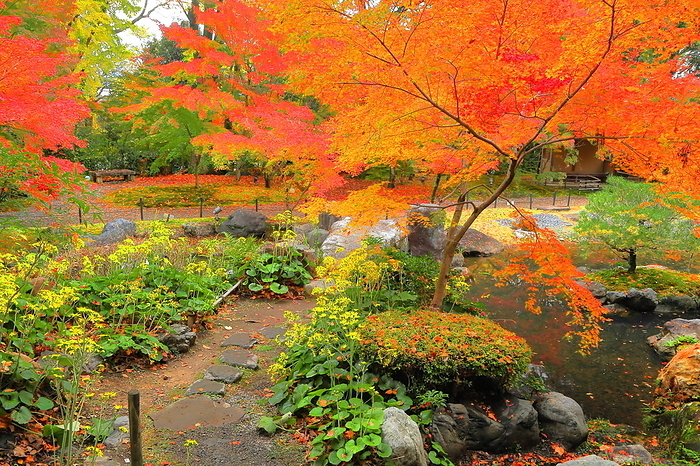 Nishikigakeien at Nagaoka Tenmangu Shrine in autumn leaves Nagaokakyo City, Kyoto Prefecture