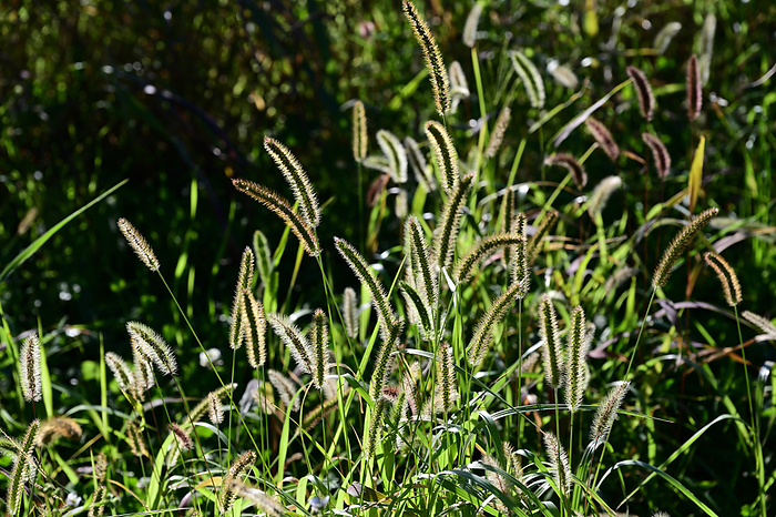 Enoglossa Poaceae Common name   catnip