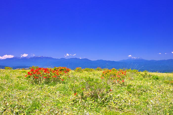 Kirigamine Plateau in early summer when azaleas bloom in Nagano Prefecture
