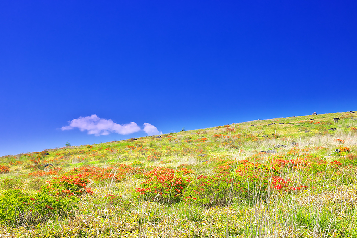 Kirigamine Plateau in early summer when azaleas bloom in Nagano Prefecture