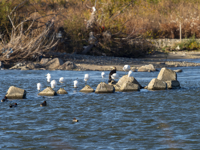 A flock of wild birds standing on a river rock