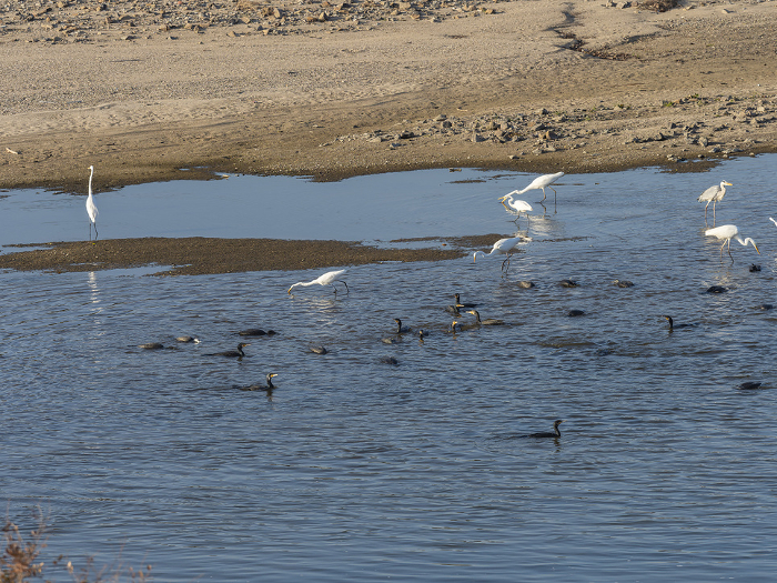 A flock of river cormorants and egrets preying on fish