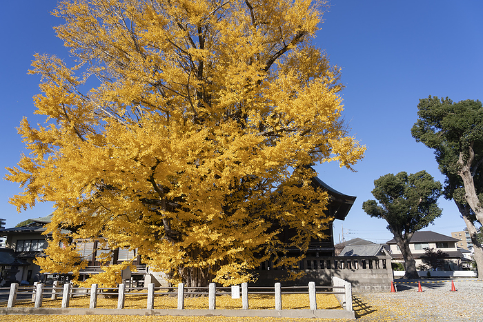 Katsushika Hachiman Shrine Ichikawa City, Chiba Prefecture