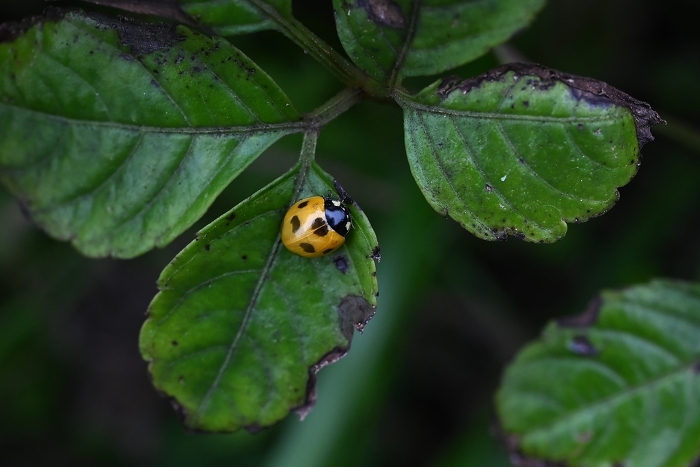 Ladybugs are insects that undergo complete metamorphosis from egg to larva to pupa to hatching to adult.