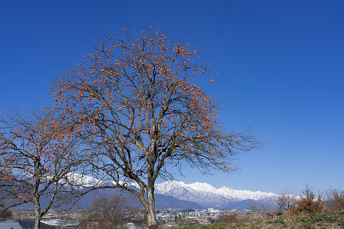 Leftover persimmons and the Northern Alps Ikeda Town, Nagano Prefecture
