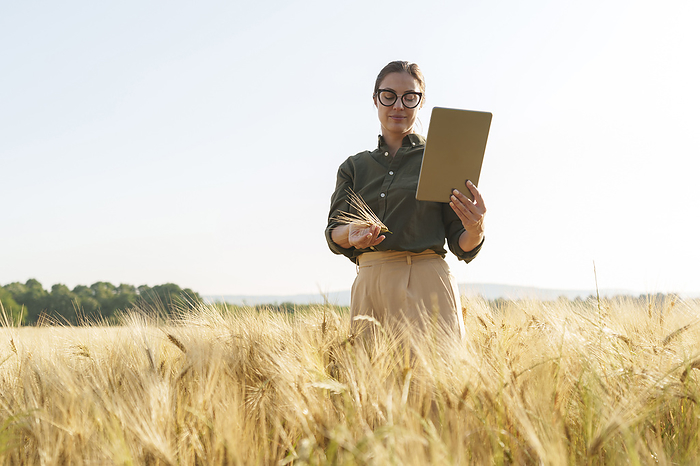 Businesswoman examining ear of wheat and holding tablet PC in field