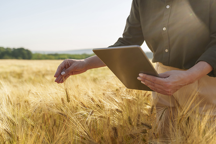 Businesswoman holding tablet PC examining ear of barley at field