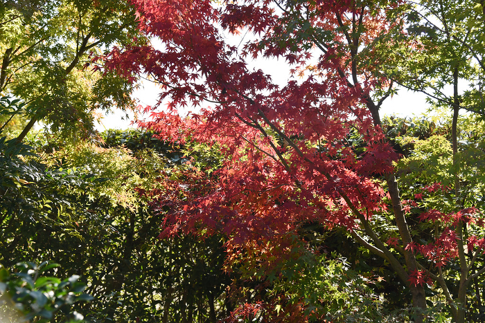 Autumn leaves in the precincts of Ochikakisha Sagano, Ukyo-ku, Kyoto