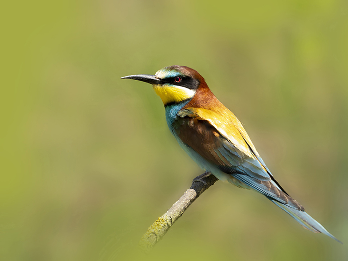 Portrait of European bee-eater (Merops apiaster) perching on branch