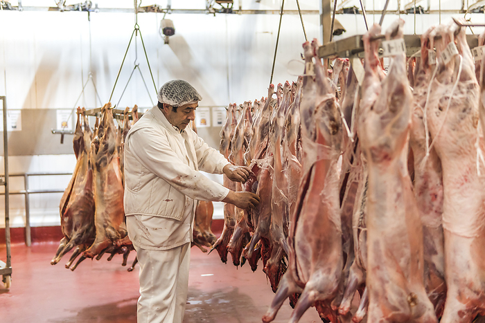 Butcher checking quality of meat at slaughterhouse