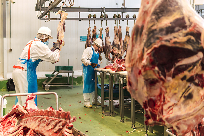 Slaughterhouse butchers cutting cow meat in cold storage