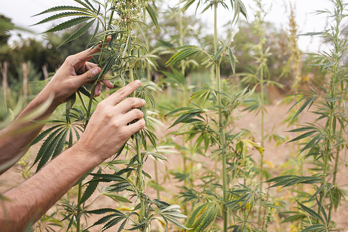 Hands of farmer touching cannabis stems in field
