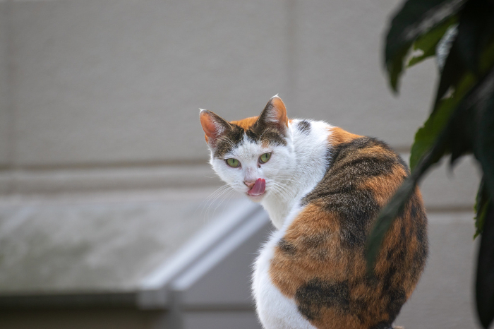 Stray cat turns around and sticks out its tongue