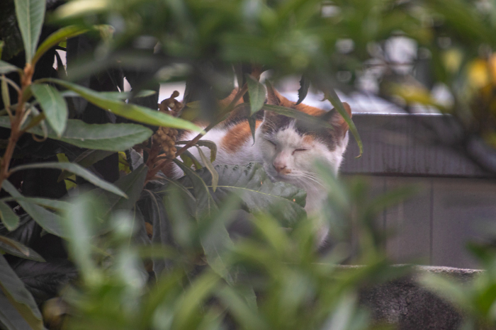 Stray cat sleeping in the shade of a tree