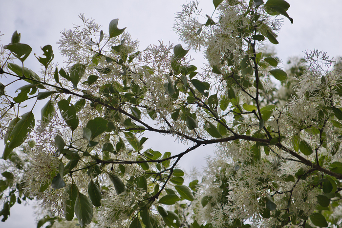 Full-blown white flowers of Hitotsubatago in early summer