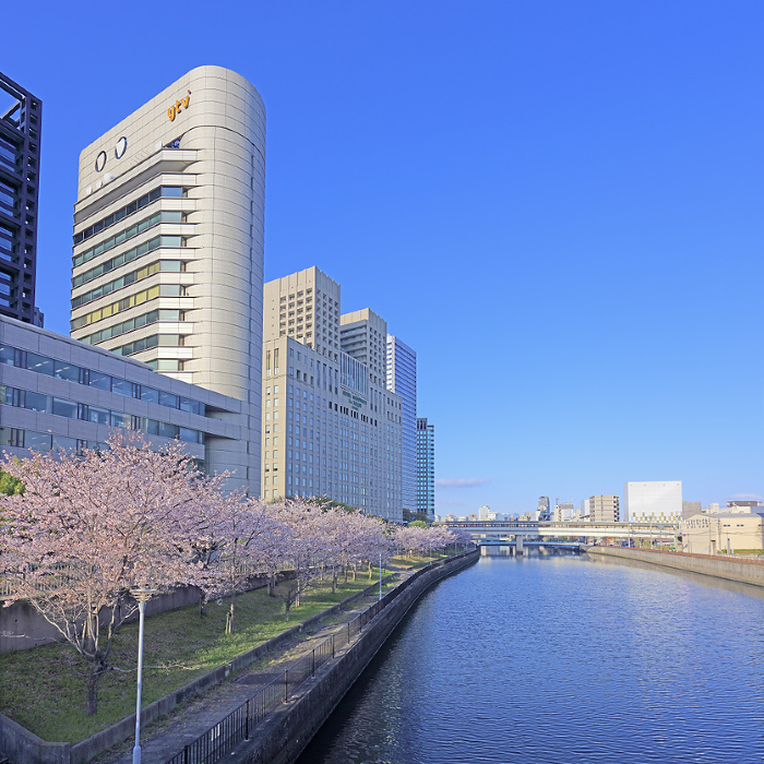 Osaka Business Park, Someiyoshino cherry blossoms (Kyobashi Station, south side)